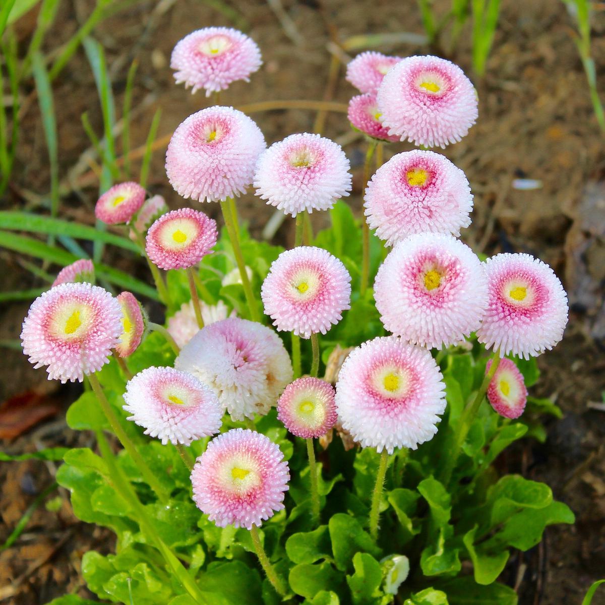 Heirloom Non-GMO Pink White Bellis Perennis Flower Seeds for Planting  High Germination Organic Garden Seeds