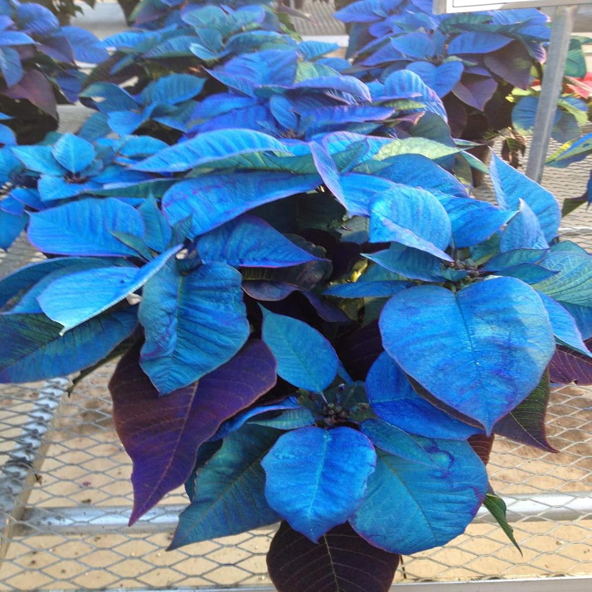 Heirloom Non-GMO Sky Blue Poinsettia Flower Seeds for Planting  Rare Colorful Blooming Flower Seeds