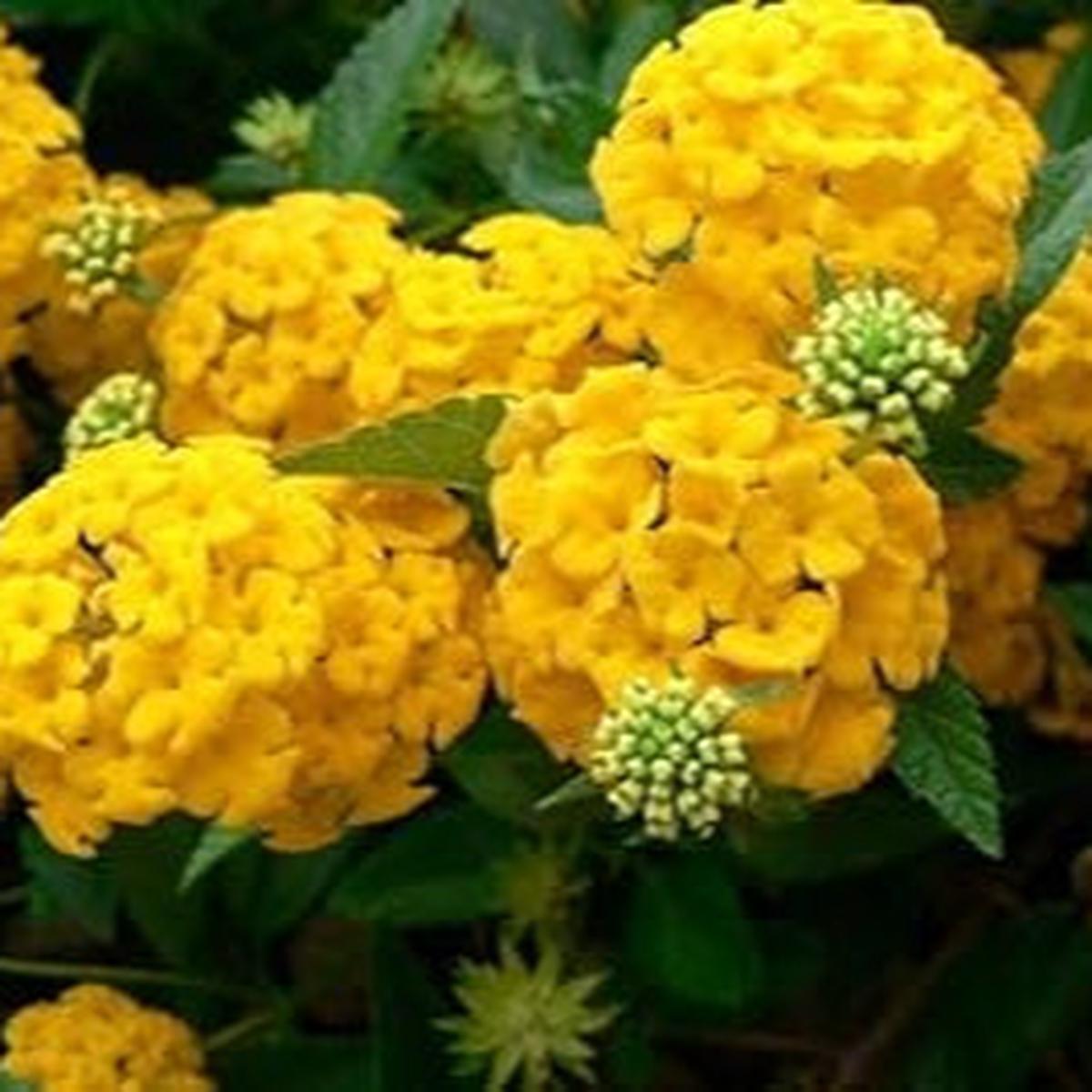 Heirloom Thick Yellow Hydrangea Flower Seeds  Non-GMO Seeds for Planting Vibrant Blooms