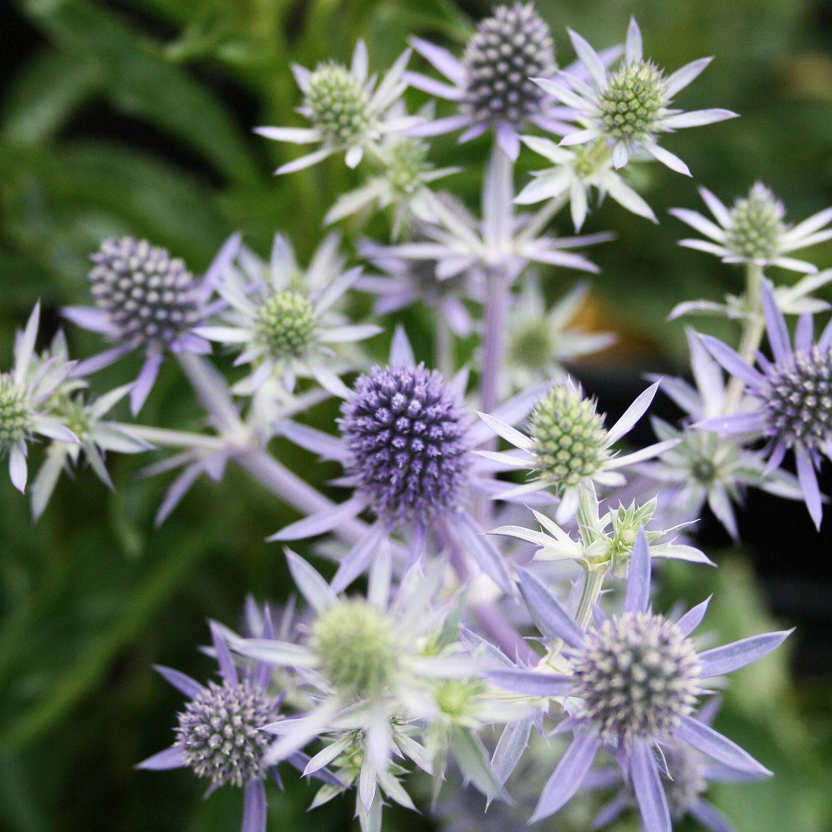 Hobbit Sea Holly Eryngium Flower seeds for Planting Bright Blooms Heirloom & GMO Free Seeds for Home Garden