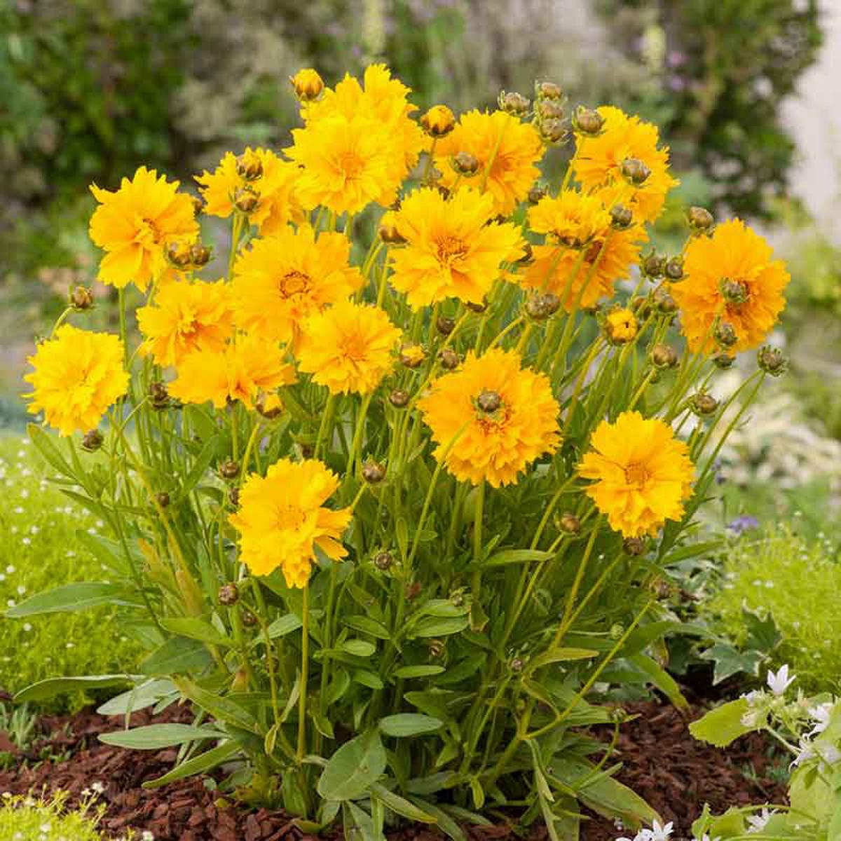 Lance-Leaf Coreopsis Seeds – Sunburst