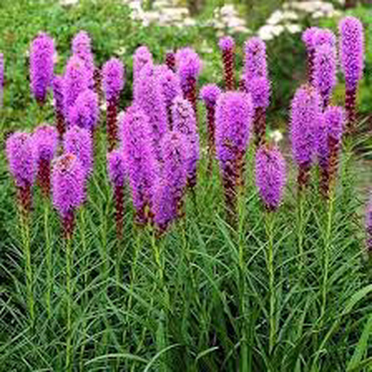 Liatris Flower Seeds for Planting – Heirloom, Non-GMO, High Germination Organic Garden Seeds