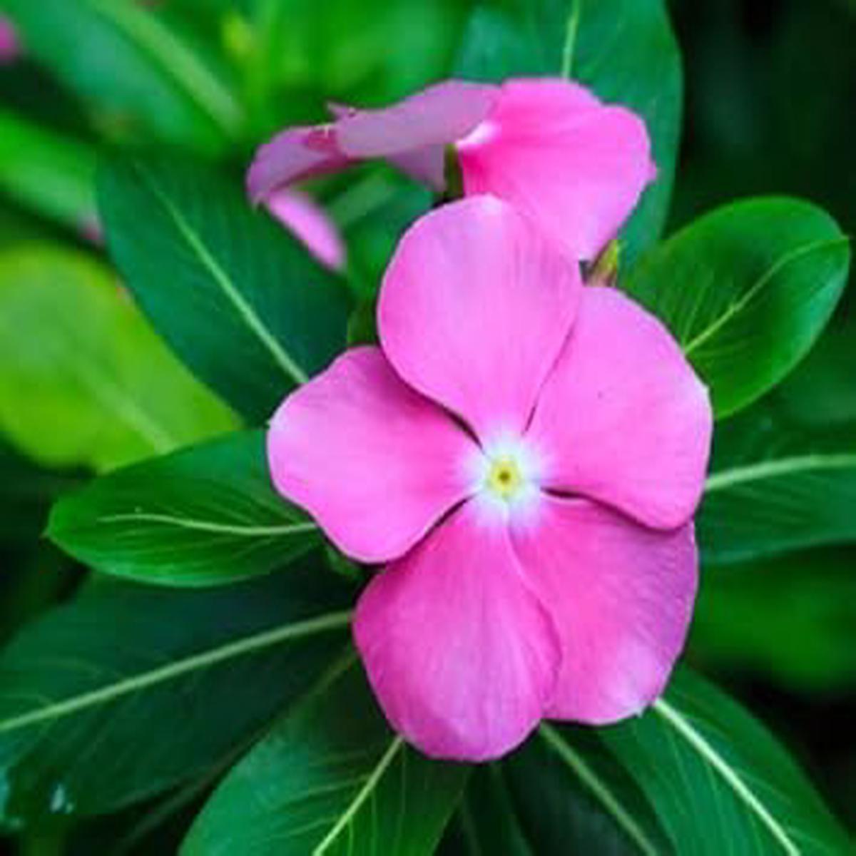 Light Pink Periwinkle Flower seeds for Planting – Fragrant Blossoms, Heirloom & GMO Free Seeds for Home Garden