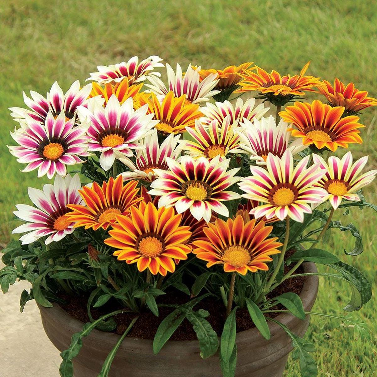 Mix Gazania Flower seeds for Planting Perfect for Borders Heirloom & GMO Free Seeds for Home Garden Sale