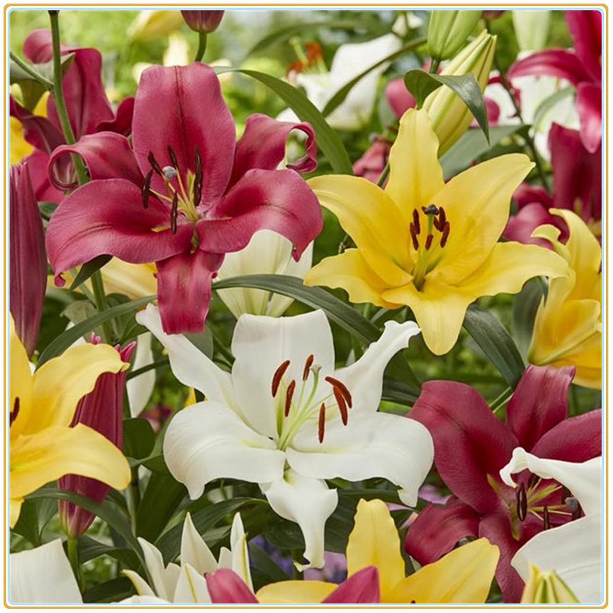 Mixed Di Giglio Flower Seeds for Planting – Heirloom Non-GMO High Germination Organic Garden Seeds