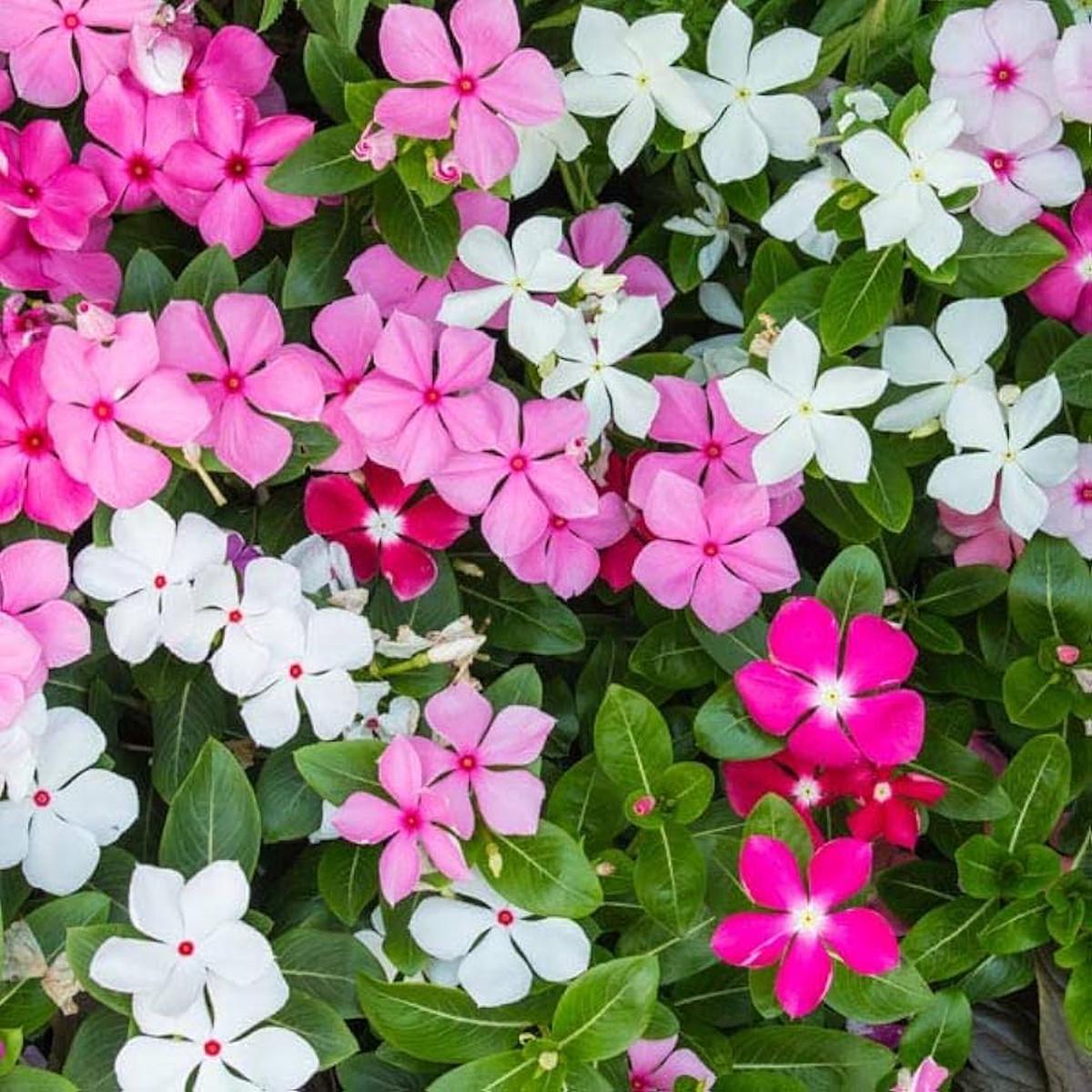 Mixed Madagascar Vinca Flower Seeds  Vibrant Annual Blooms for Garden Planting