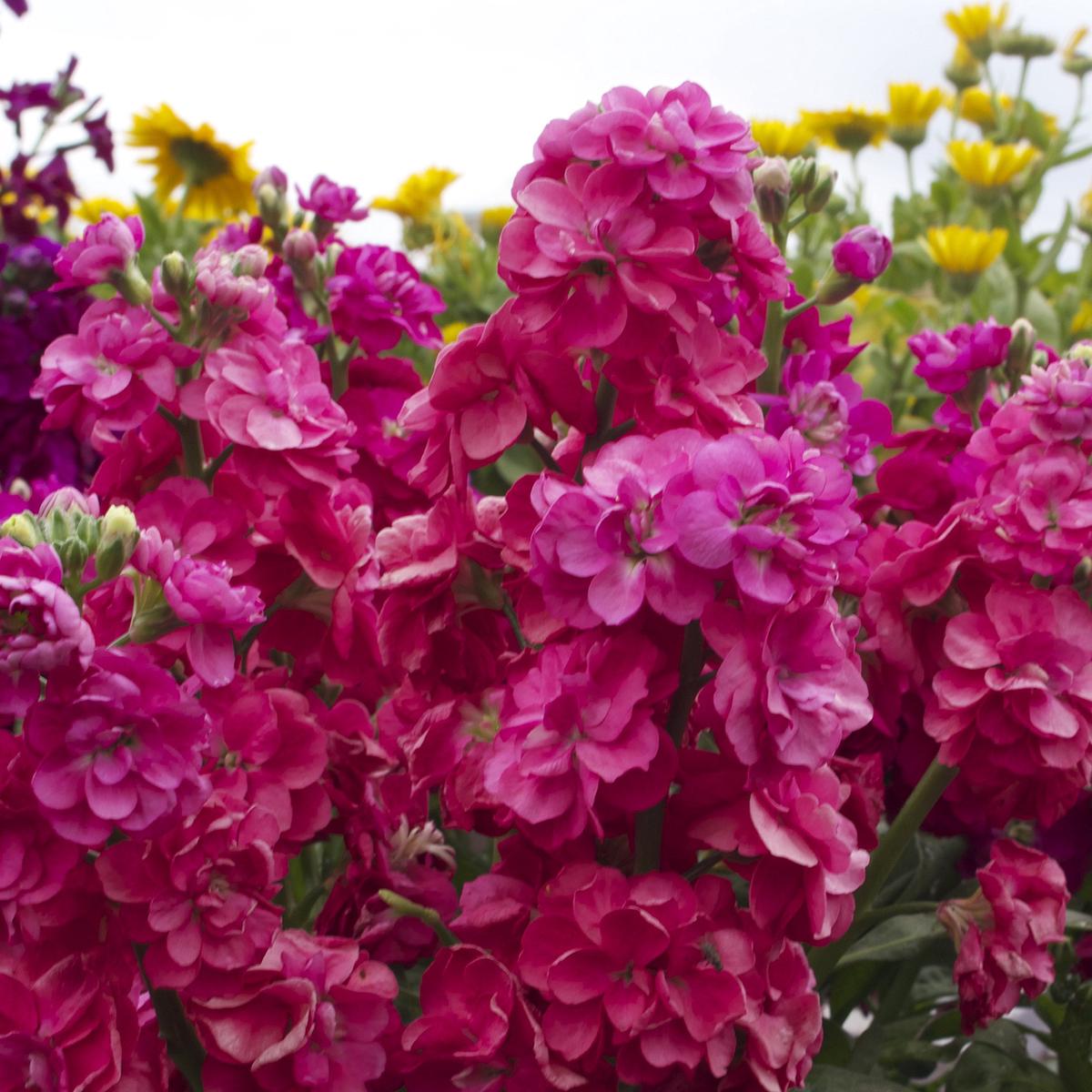 Mixed Matthiola Incana Matthiola incana Flower Seeds for Planting for Flower Bed