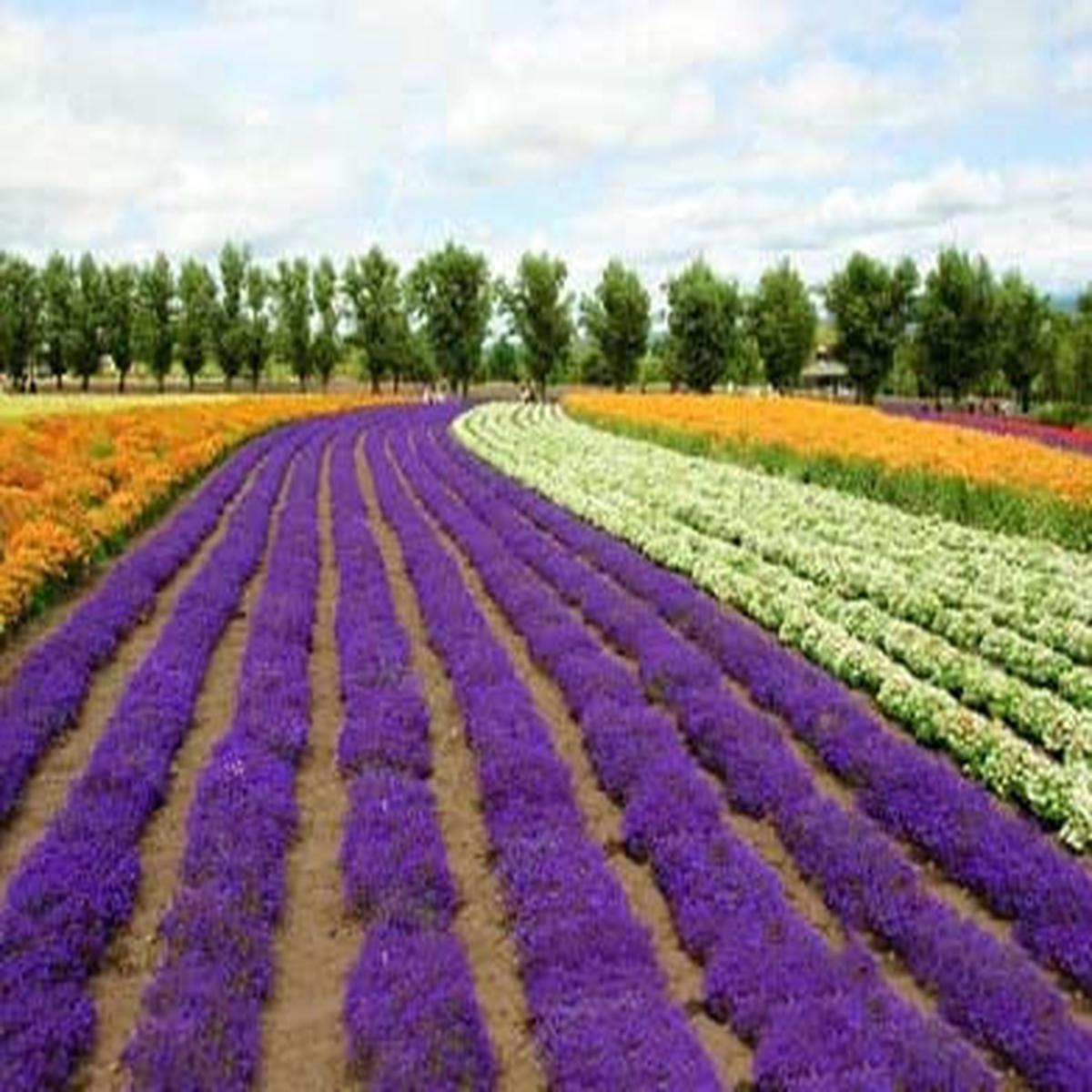Multi-Colour Provence Lavender Flower Seeds for Planting Heirloom Non-GMO High Germination Organic Garden Seeds