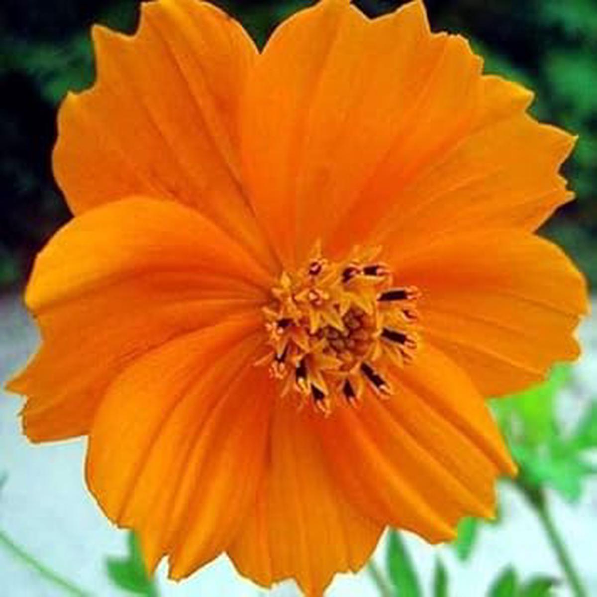 Orange Cosmos Flower seeds for Planting – Long Bloom Season, Heirloom & GMO Free Seeds for Home Garden