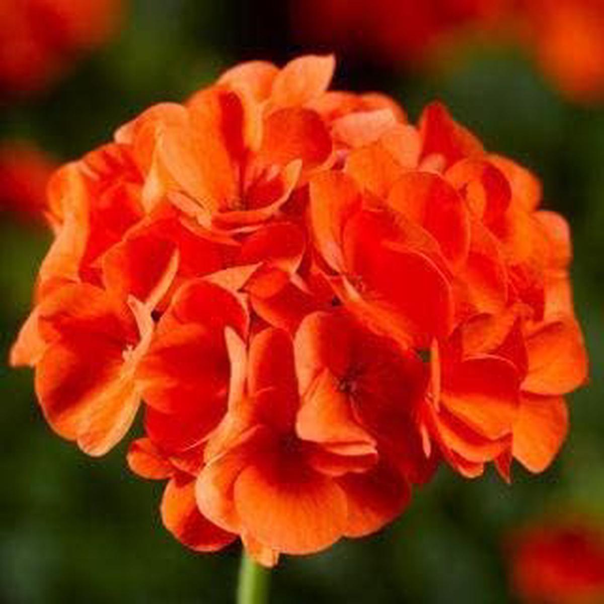 Orange Geranium Flower Garden Seeds Flower seeds for Planting – Sun Loving, Heirloom & GMO Free Seeds for Home Garden