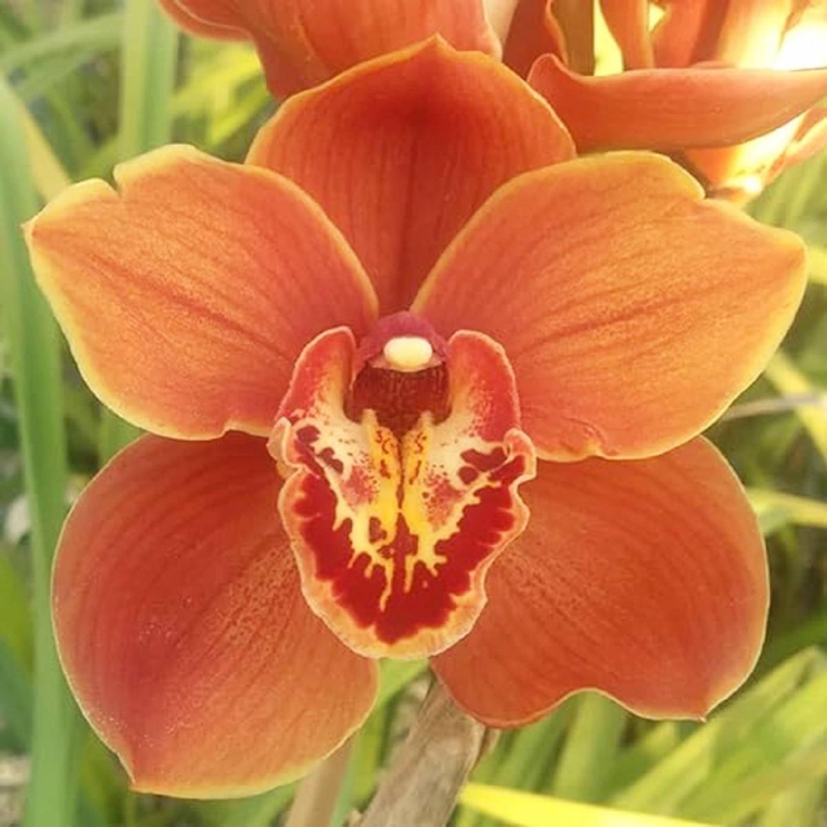Orange Paphiopedilum Plant Seeds for Planting – NON GMO Seeds