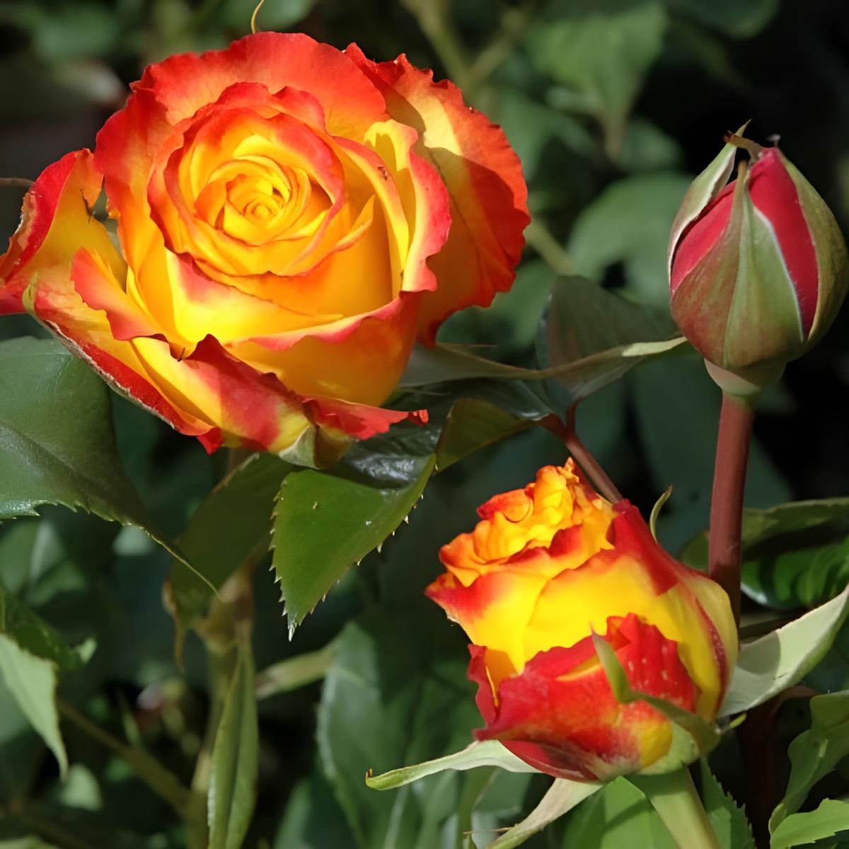 Orange & Yellow Rose Flower Seeds ,Warm Sunset Blooms, Easy to Grow, Non-GMO