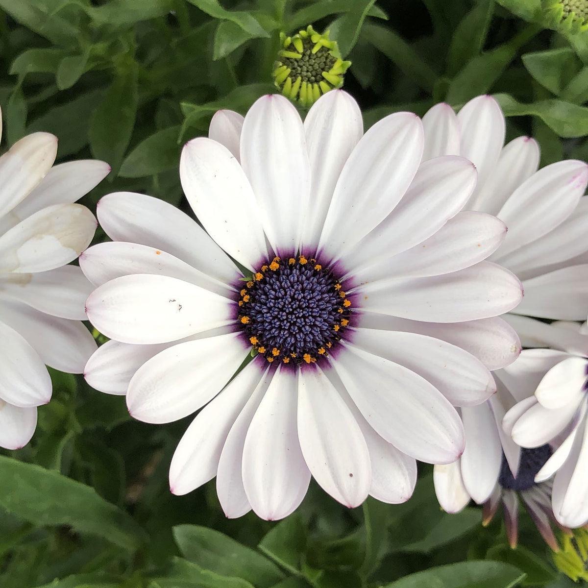 Osteospermum Flower seeds for Planting Cut Flower Favorite Heirloom & GMO Free Seeds for Home Garden
