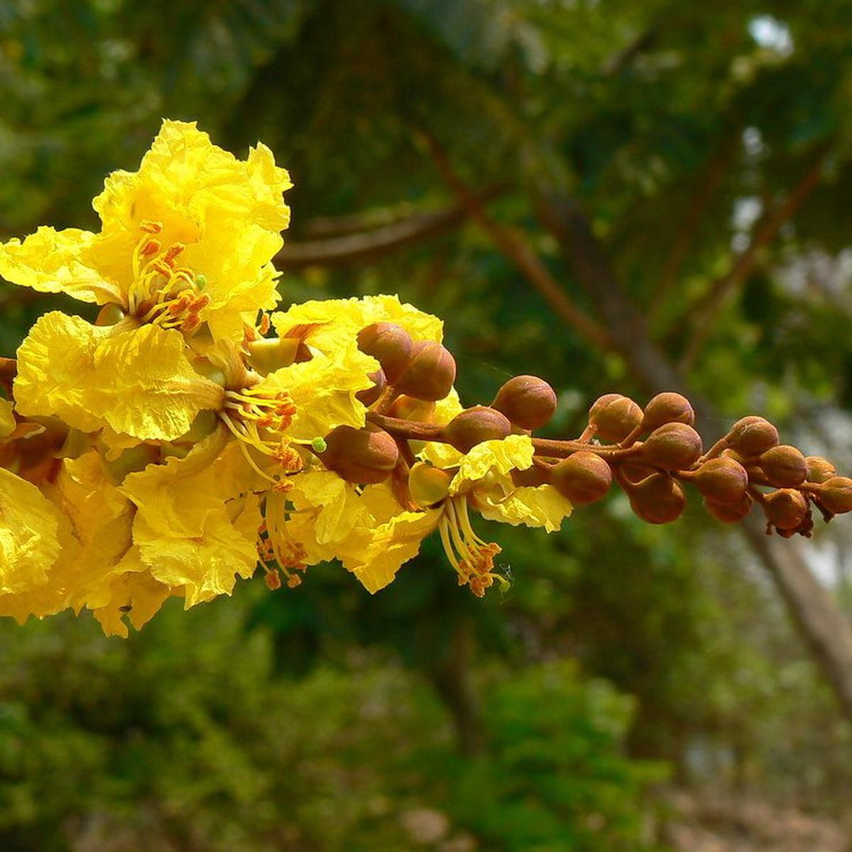 Peltophorum Flower Seeds for Planting Heirloom, Non-GMO, High Germination Organic Garden Seeds