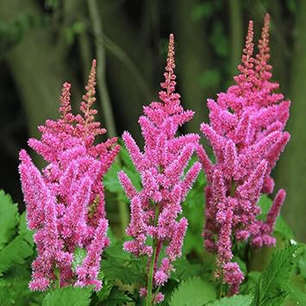 Pink Astilbe Flower Seeds  Heirloom, Non-GMO, High Germination Organic Garden Seeds for Planting