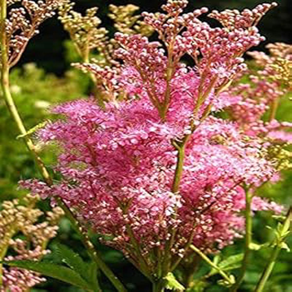 Pink Filipendula Rubra Flower seeds for Planting – Hardy Variety, Heirloom & GMO Free Seeds for Home Garden