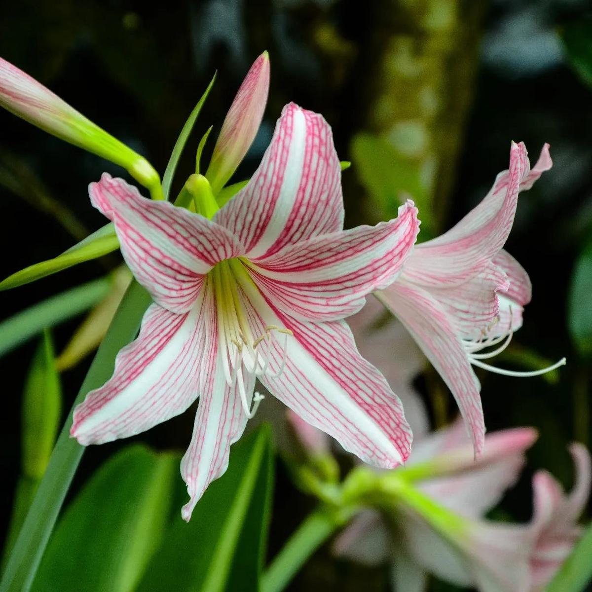 Pink Hippeastrum Rutilum Flower seeds for Planting – Sun Loving, Heirloom & GMO Free Seeds for Home Garden