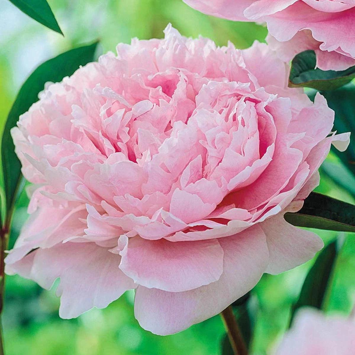 Pink Peony Flower Seeds for Planting -NON GMO Seeds,Perennials
