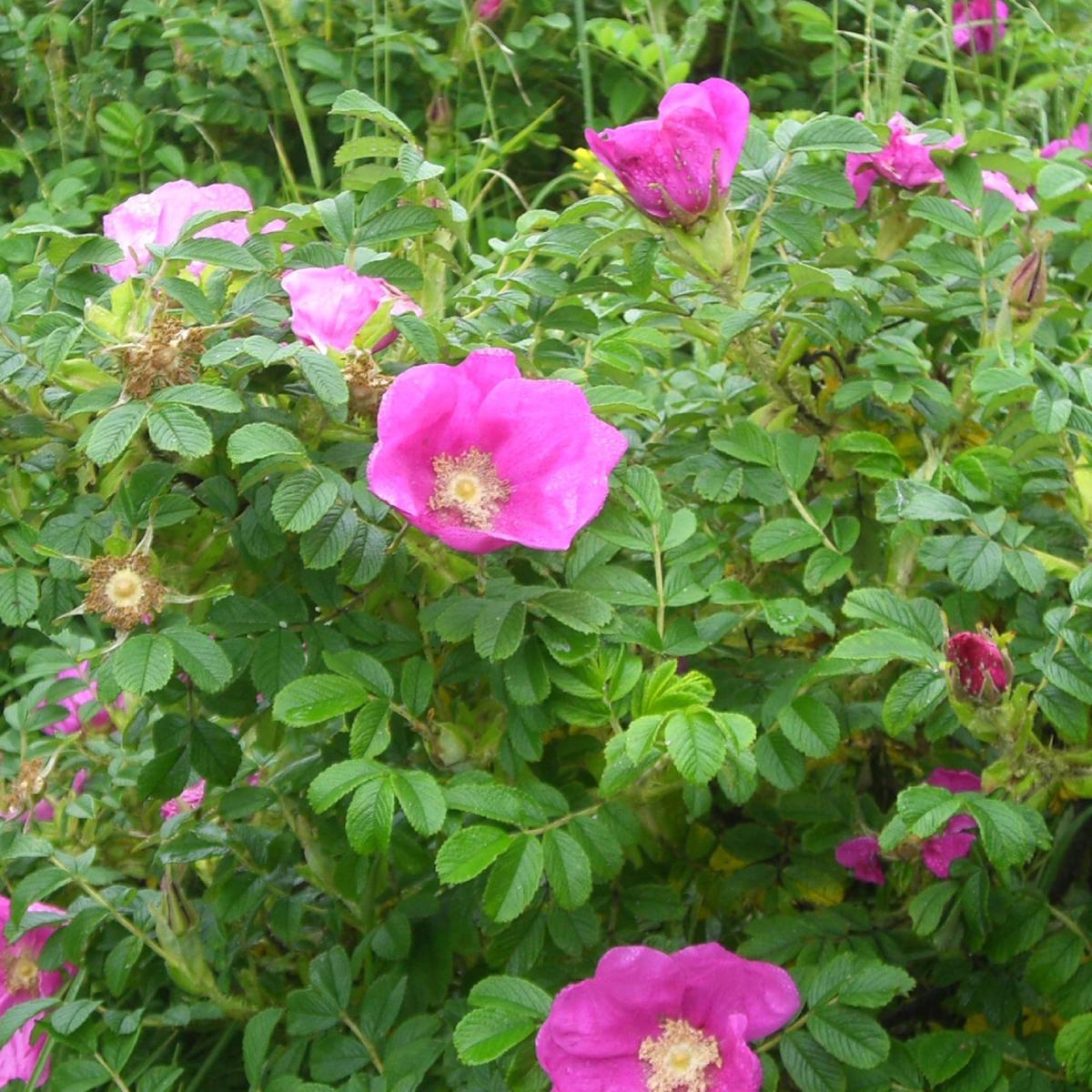 Pink Rugosa Flower Seeds for Planting Garden Favorite, Heirloom, Non-GMO, High Germination Organic Garden Seeds