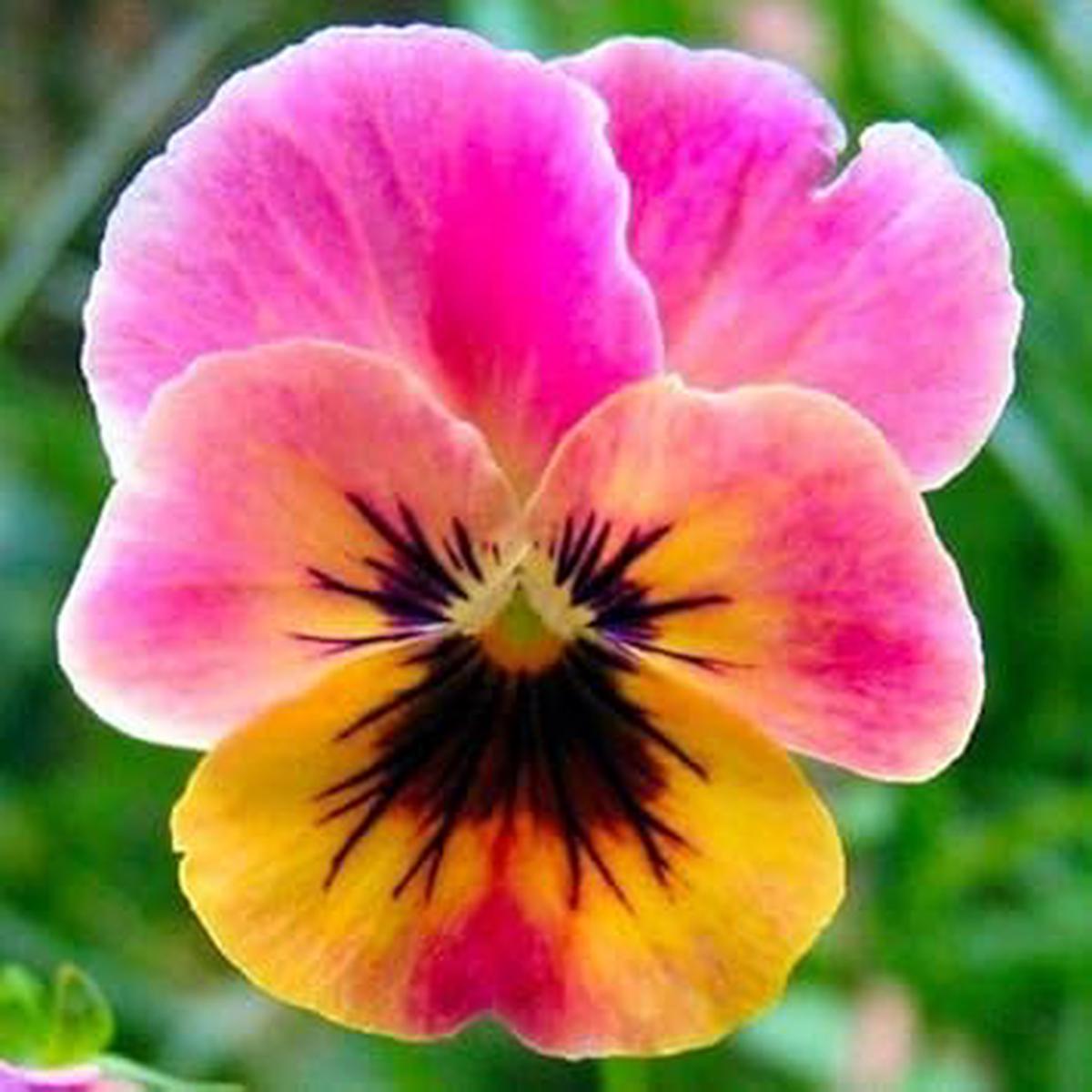 Pink Yellow Pansy Seeds for Planting  Organic, Heirloom Non-GMO High Germination Flower Seeds