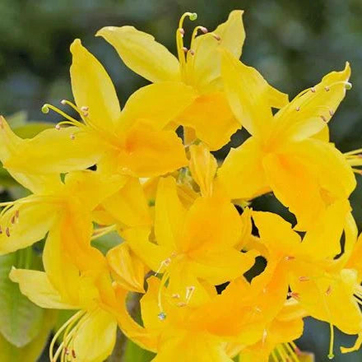 Plant Yellowgreen Azalea Seeds for a Lovely Garden Display