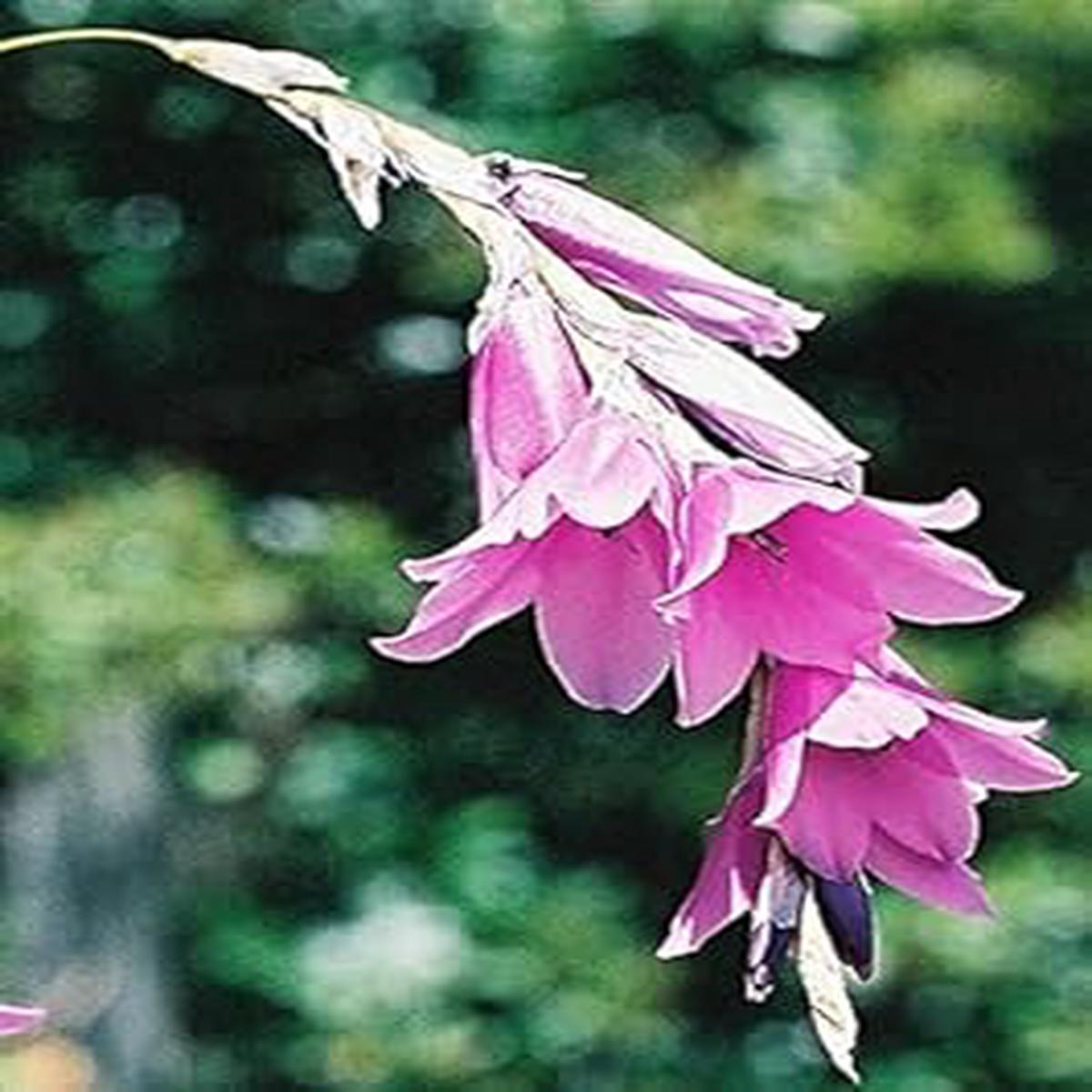 Purple Dierama Pendulum Flower Seeds for Planting | Heirloom Non-GMO High Germination Organic Garden Seeds