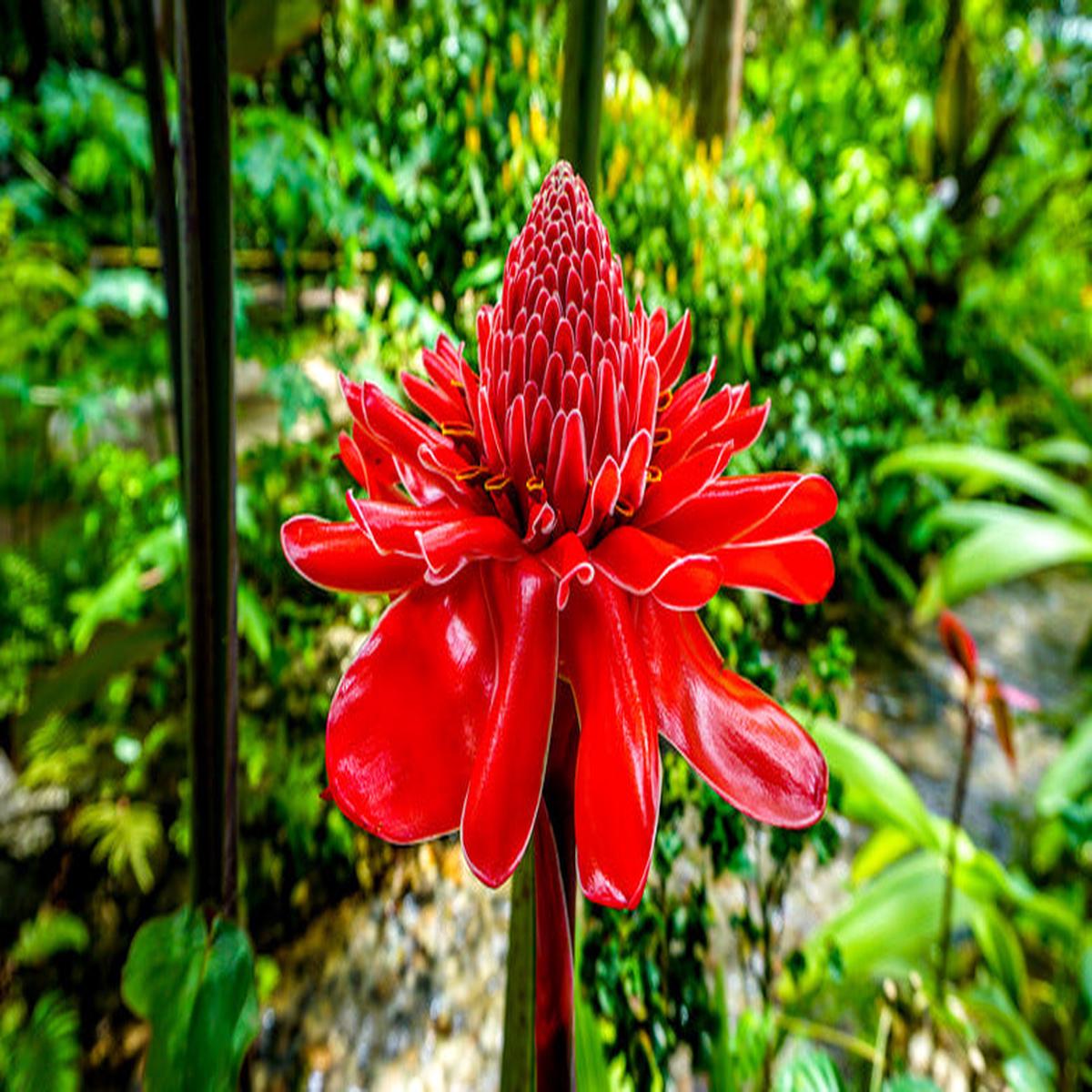 Rainbow Torch Ginger Flower seeds for Planting – Premium Quality, Heirloom & GMO Free Seeds for Home Garden