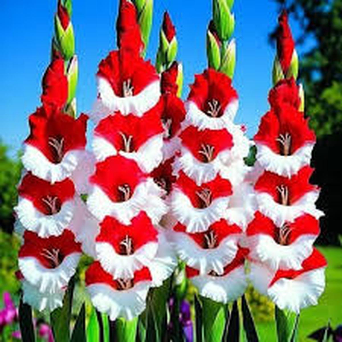 Red White Gladiolus Flower Seeds for Planting Heirloom, Non-GMO, High Germination Organic Garden Seeds