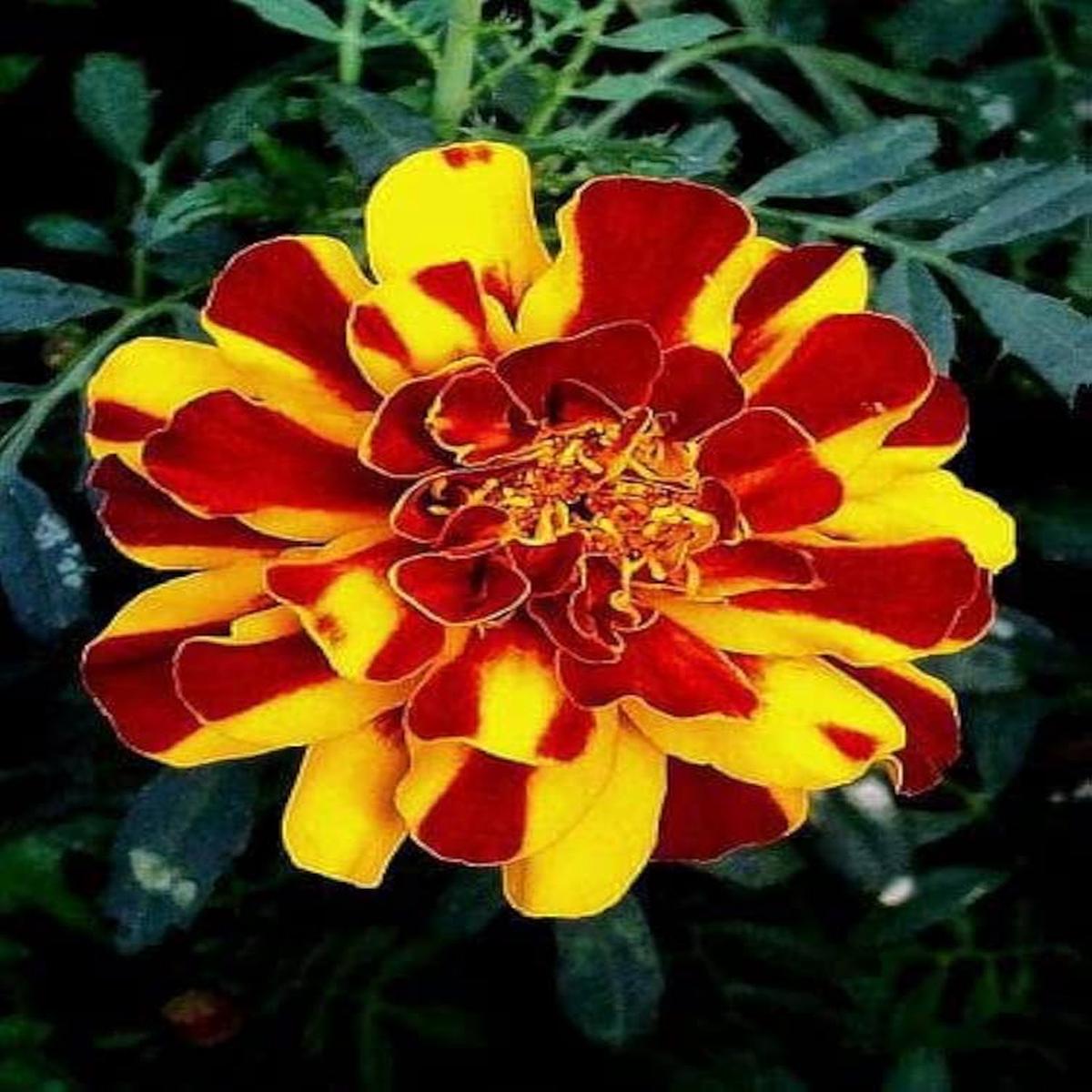 Red & Yellow Marigold Flower Seeds for Colorful Planting