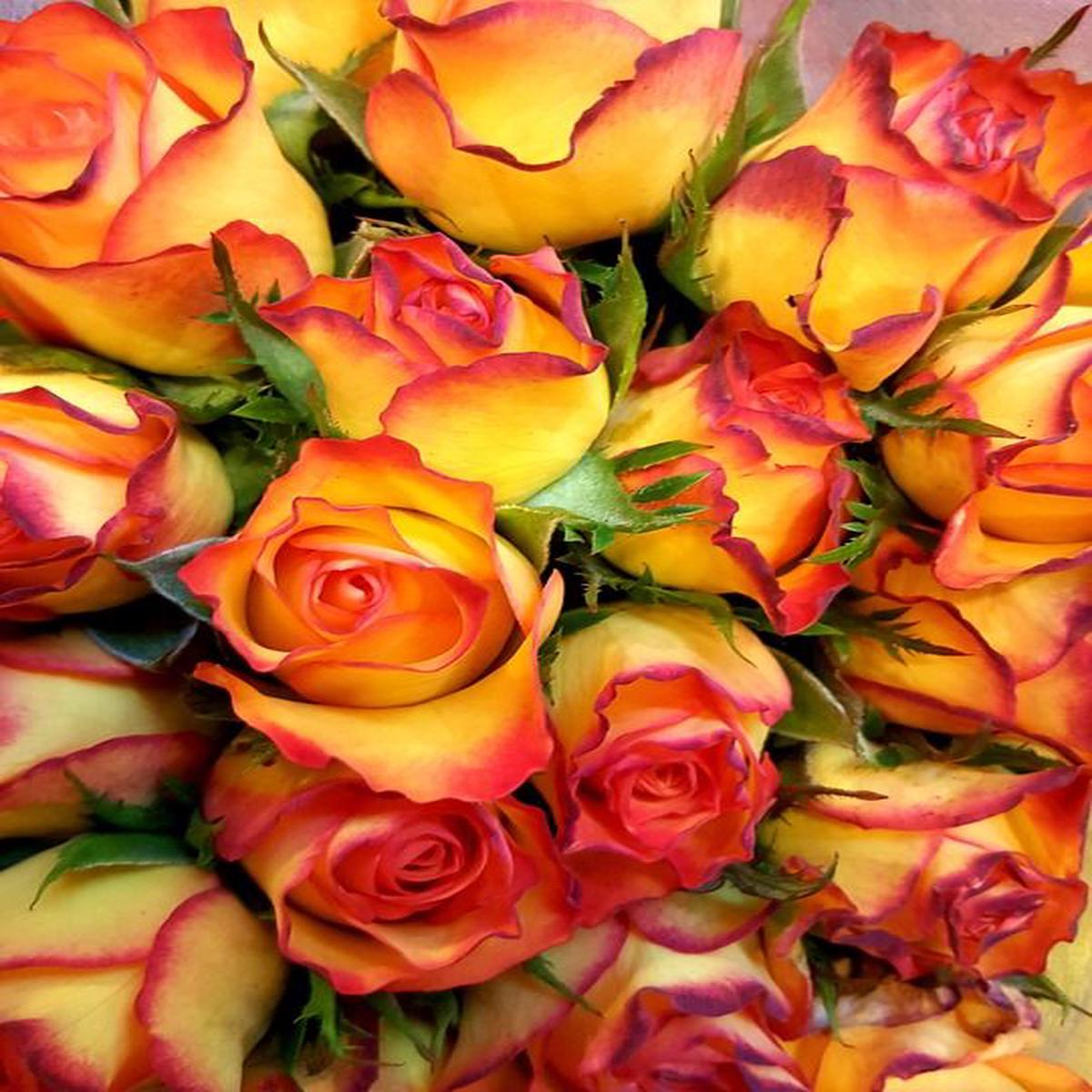 Red & Yellow Rose Flower Seeds for Planting Heirloom, Non-GMO, High Germination Organic Garden Seeds