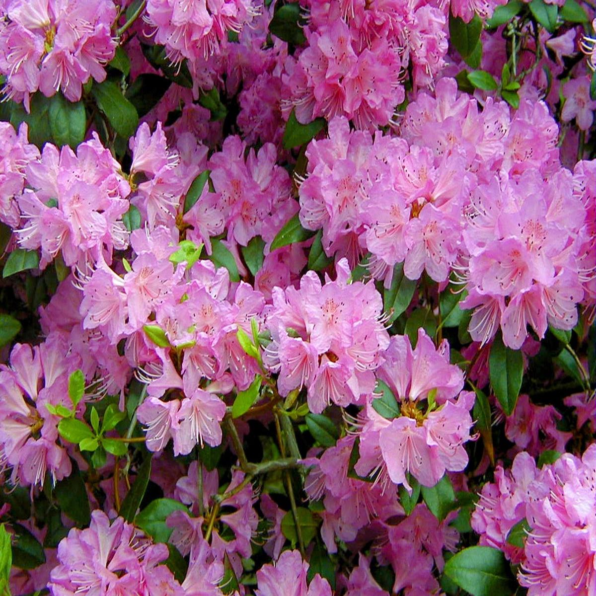 Rhododendron Flower seeds for Planting Garden Favorite Heirloom & GMO Free Seeds for Home Garden