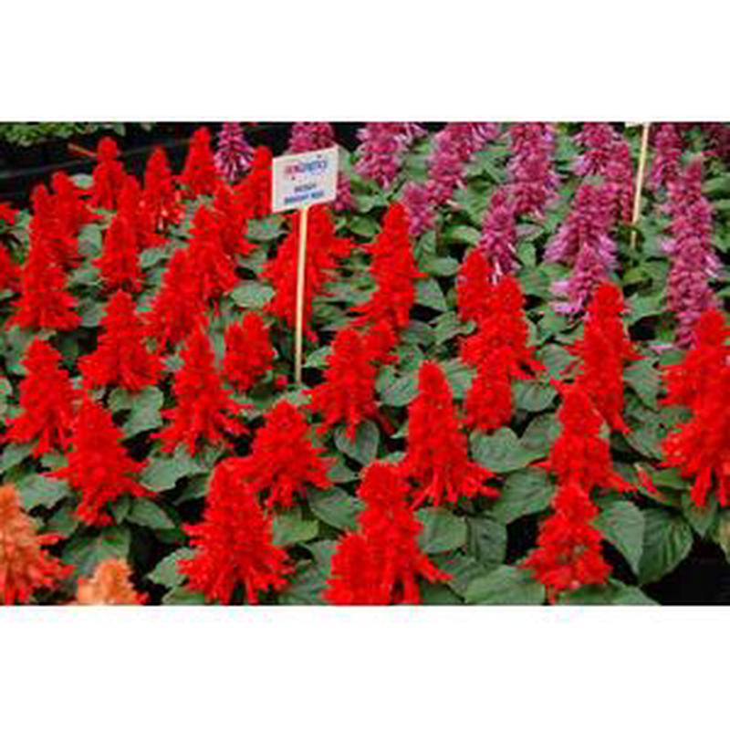 Salvia Reddy Bright Red – 10 seeds