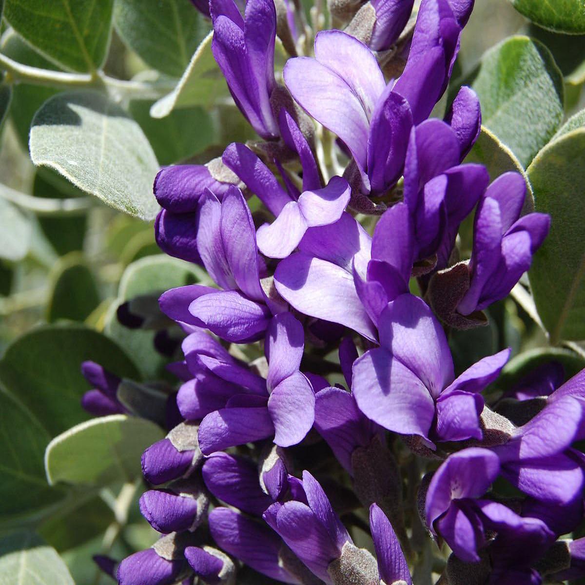 Secundiflora Flower seeds for Planting Drought Tolerant Heirloom & GMO Free Seeds for Home Garden
