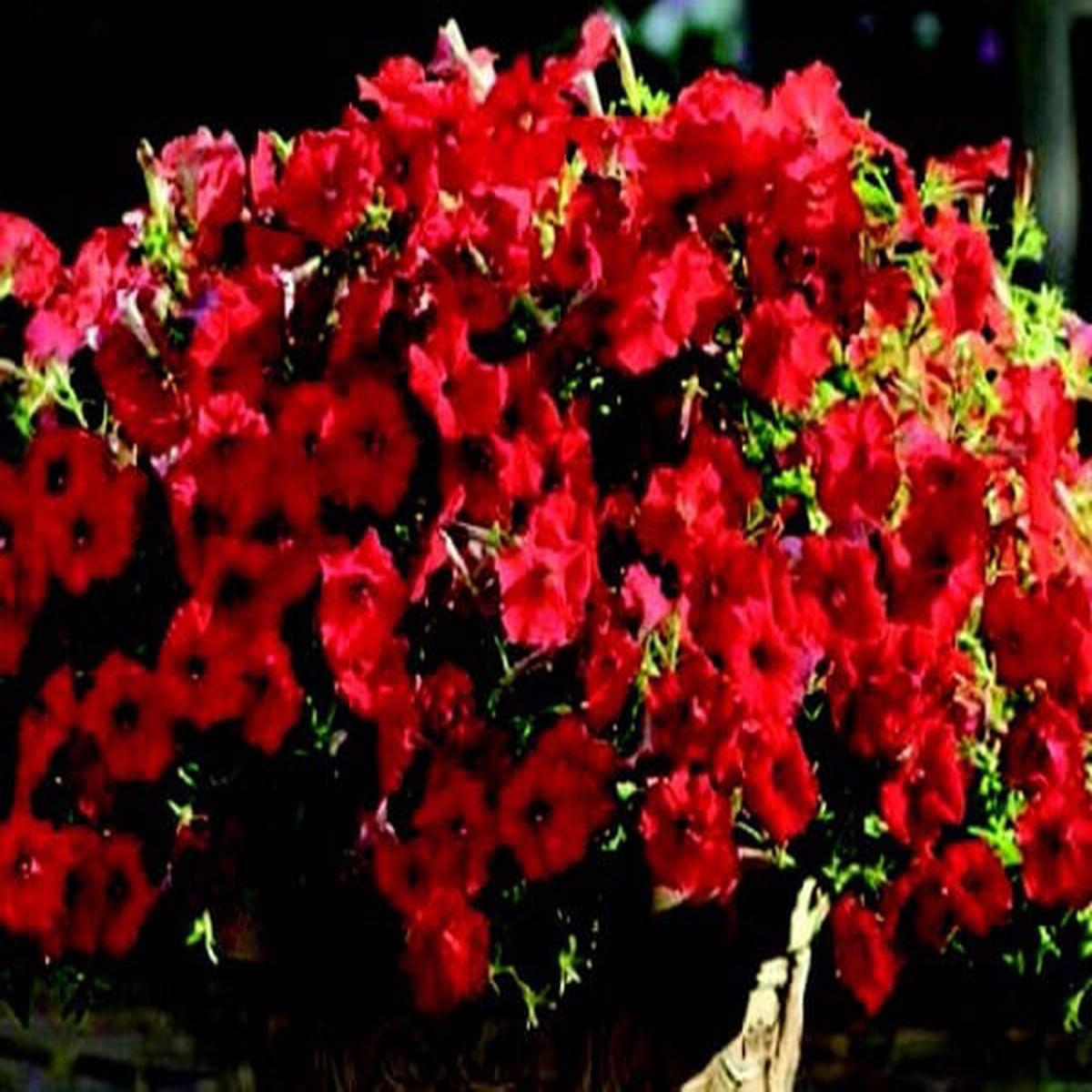Shock Wave Red Spreading Petunia Seeds – Packet – 8 Pellets