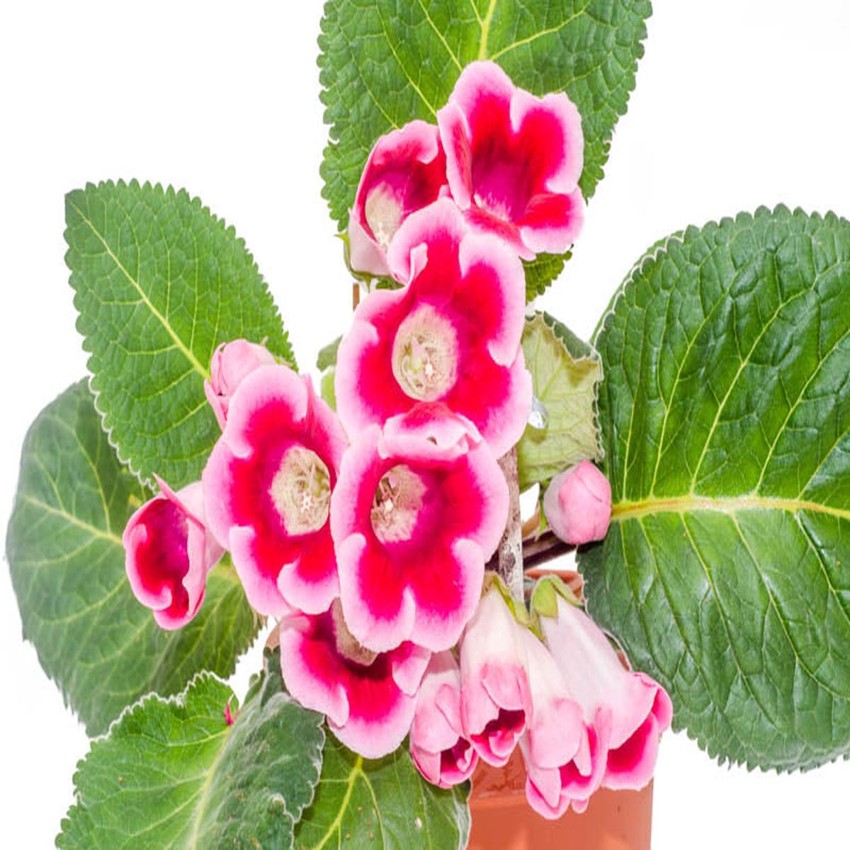 Sinningia Gloxinia Flower seeds for Planting – Cut Flower Favorite, Heirloom & GMO Free Seeds for Home Garden, 100 pcs