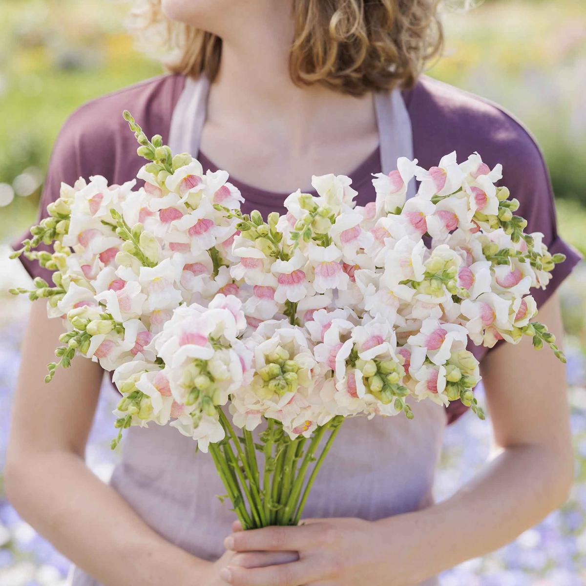 Snapdragon Seeds – Potomac Appleblossom