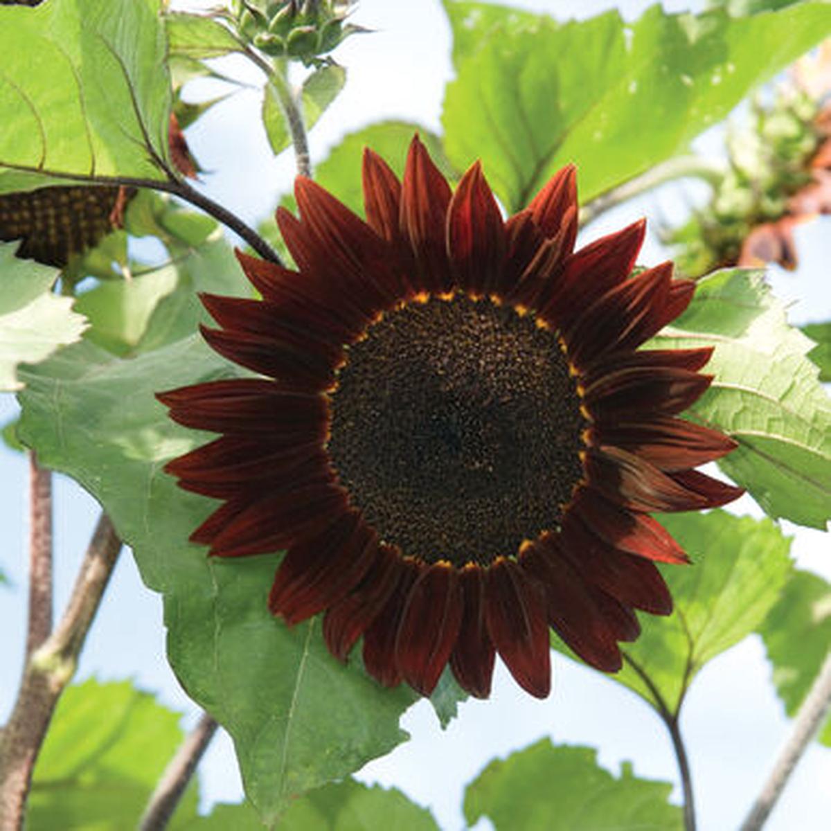 Sunflower Moulin Rouge Hybrid  Heirloom, Non-GMO, High Germination Organic Garden Seeds