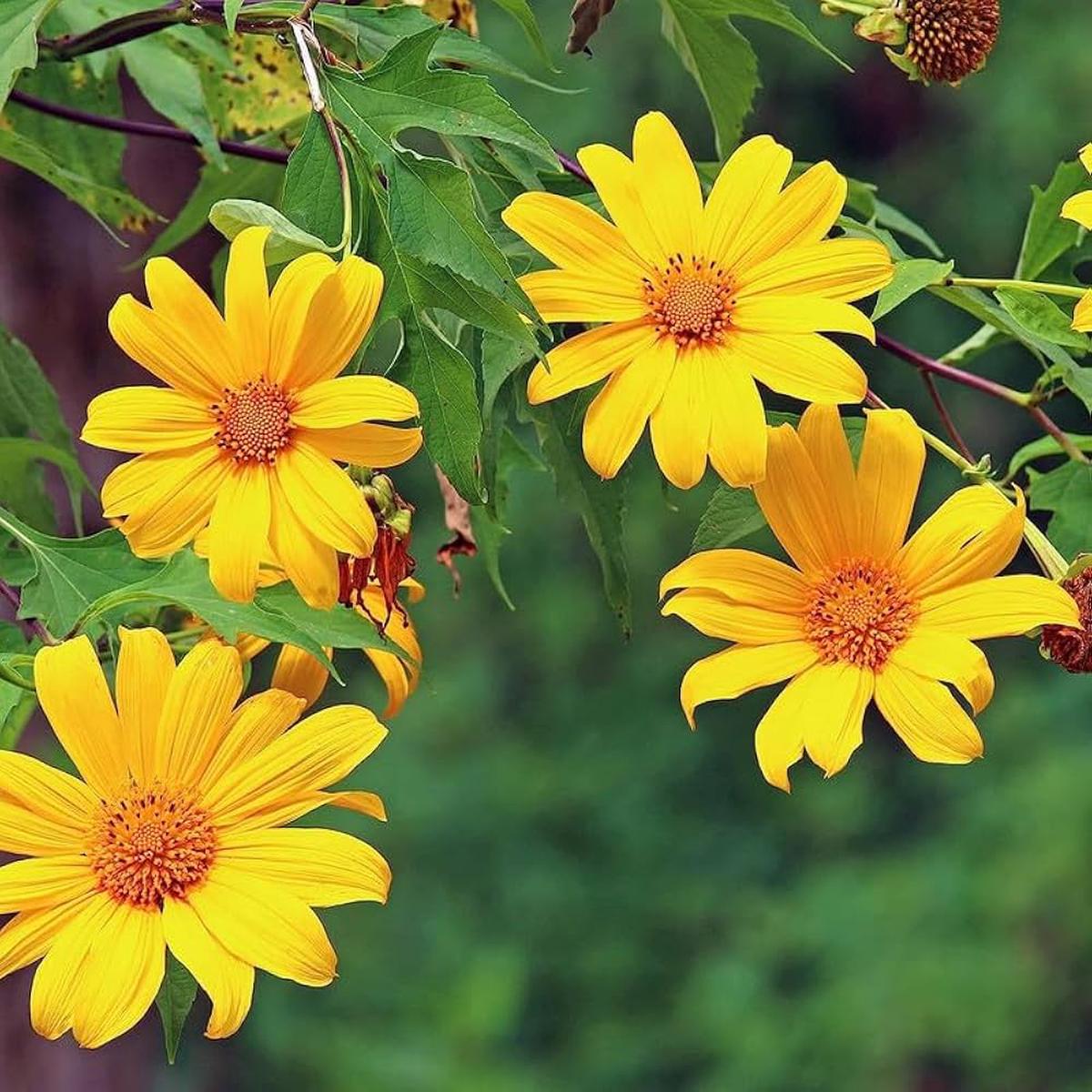 Tithonia Diversifolia Flower Seeds for Planting | Heirloom Non-GMO Organic Garden Seeds