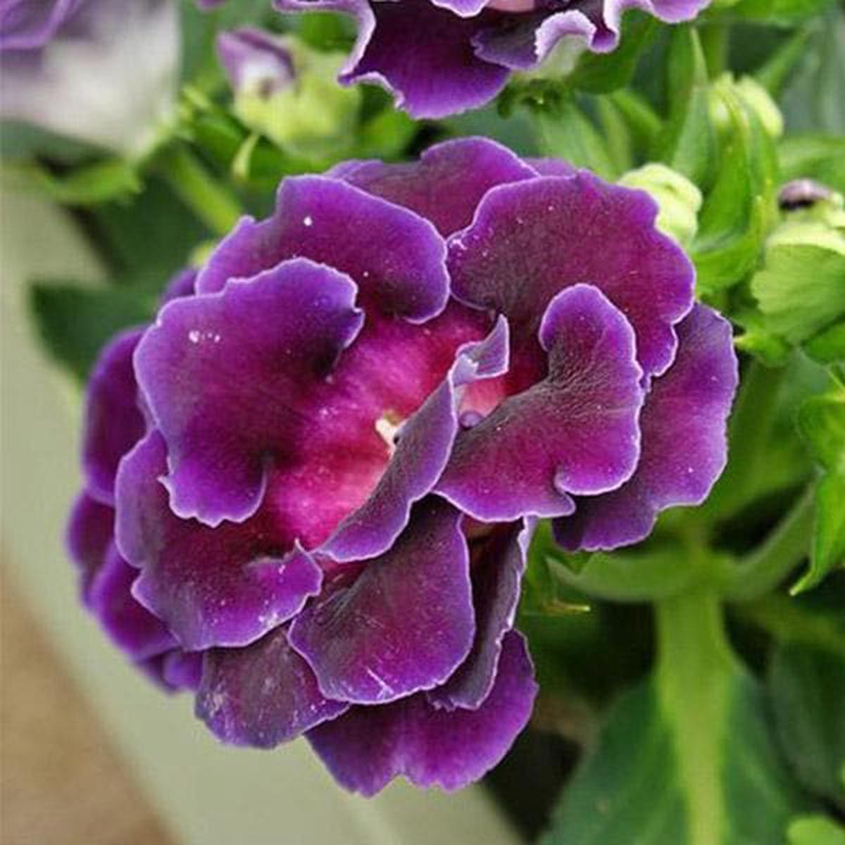 Violet Gloxinia Flower Seeds for Planting  Heirloom, Non-GMO, Fragrant Blossoms, High Germination