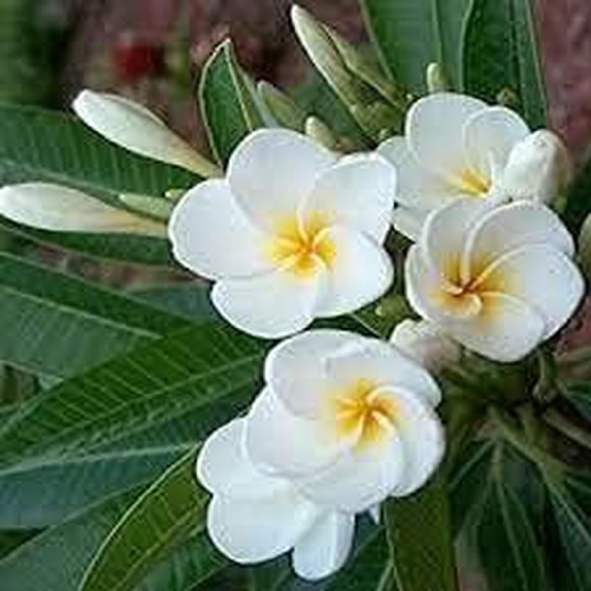 White Egg Flower Seeds for Planting  Heirloom Non-GMO High Germination Organic Garden Seeds