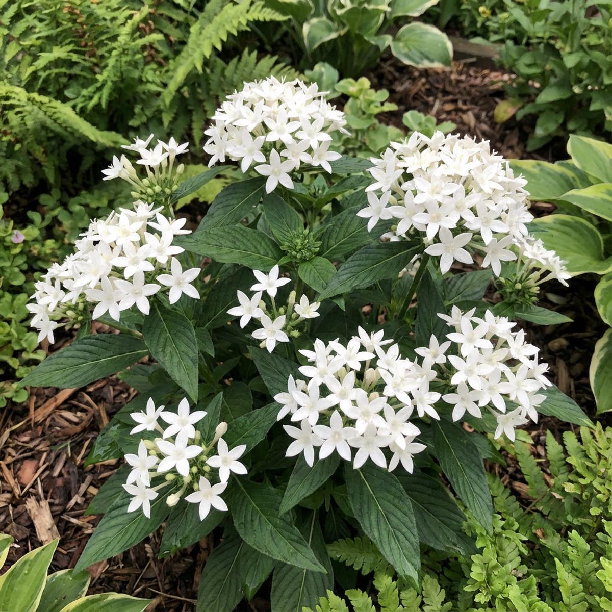 White Pentas Starla Flower Planting – Seeds for Brightening Your Garden with Stunning Blooms