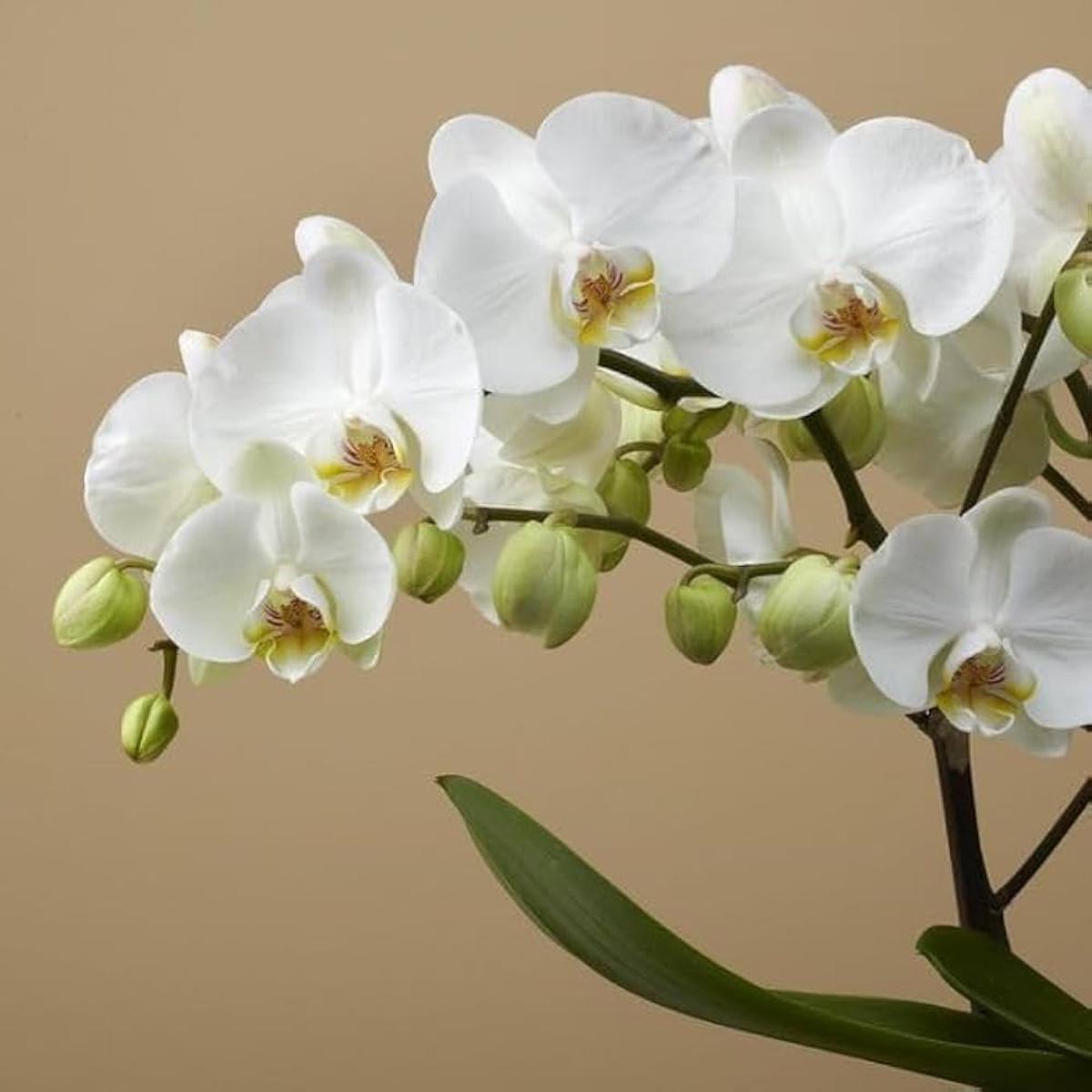 White Phalaenopsis Orchid Flower Seeds for Planting Heirloom Non-GMO Seeds