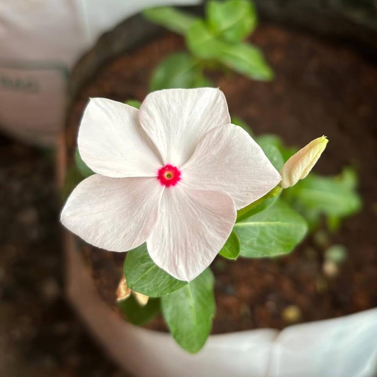 White Vinca Rosea Plant Seeds for Planting – Non-GMO Heirloom Garden Seeds for Growing