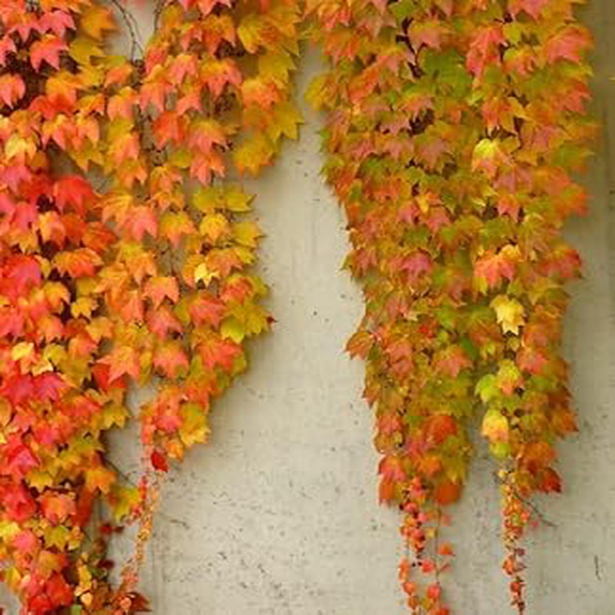 Yellow Red Boston Ivy Flower Seeds for Planting  Heirloom, Non-GMO, High Germination Organic Garden Seeds