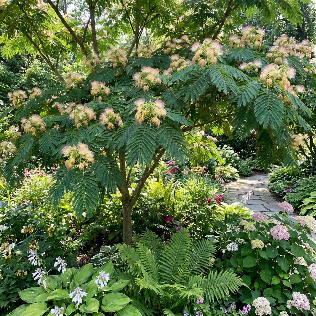 Albizia Flower Seeds for Planting – Green Variety