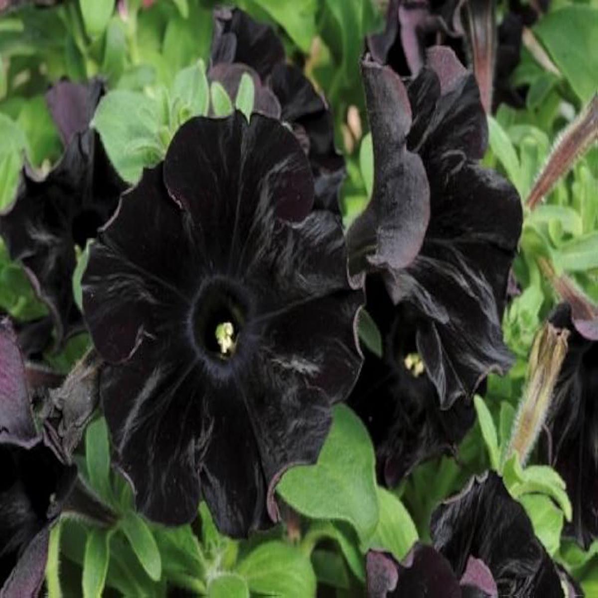 Black Cat Petunia Seeds for Planting Heirloom Non-GMO High Germination Organic Garden Flower Seeds