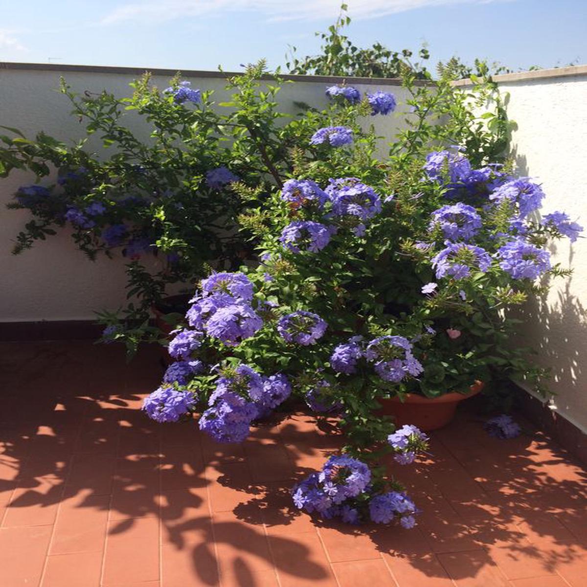 Blue Climbing Geranium Flower Seeds for Planting  Heirloom Non-GMO, High Germination Organic Garden Seeds