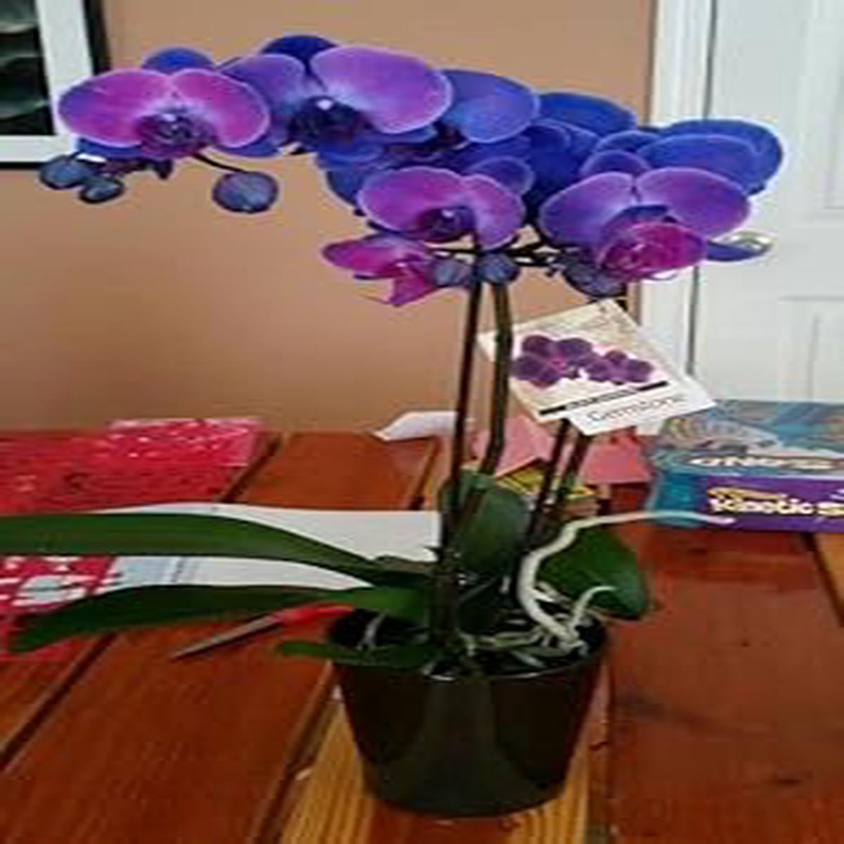 Blue-Purple Phalaenopsis Orchid Seeds Flower seeds for Planting – Perfect for Borders, Heirloom & GMO Free Seeds for Home Garden