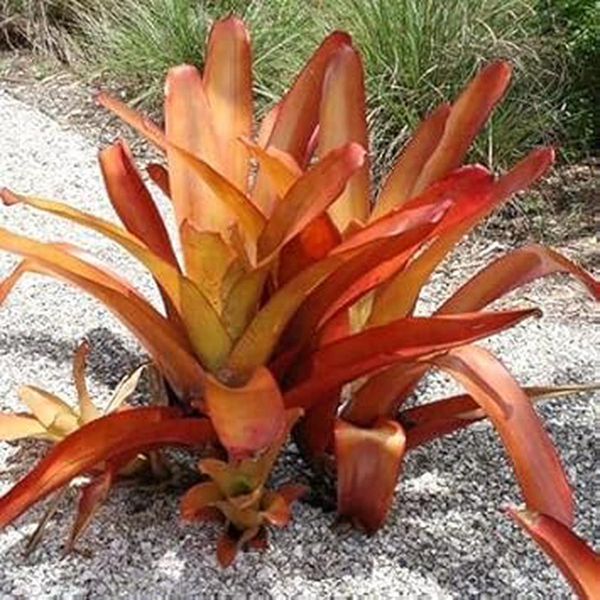 Bromeliad Tillandsia Bulbosa Orange Seeds for Planting  Heirloom & Non-GMO Air Plant Seeds