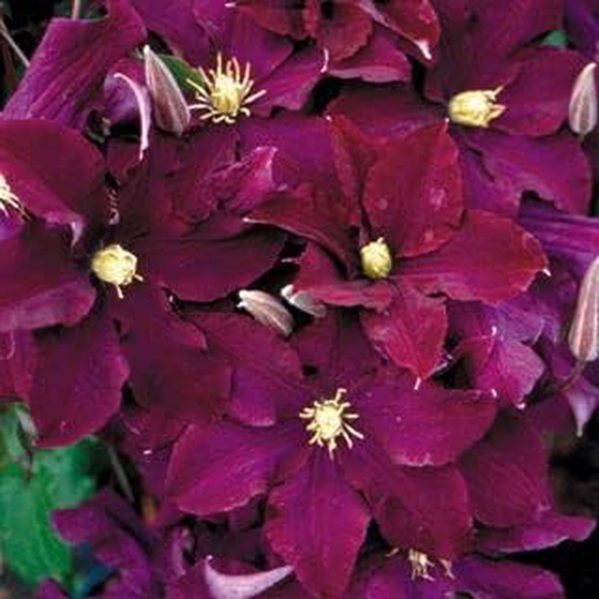 Burgundy Clematis Flower Seeds  Heirloom Non-GMO Seeds for Garden Planting